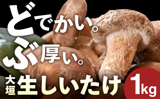 ＼分厚い どでかい。／肉厚しいたけ 1kg 大垣椎茸 肉厚 ジューシー 1000g 栽培期間中 農薬不使用 新鮮 産地直送 産直 国産 野菜 きのこ 茸 キノコ しいたけ 野菜 炒め物 鍋 焼き椎茸 煮物 佃煮 うま煮 10000円 1万円 ベジファーム ゼロックス 岐阜県 大垣市