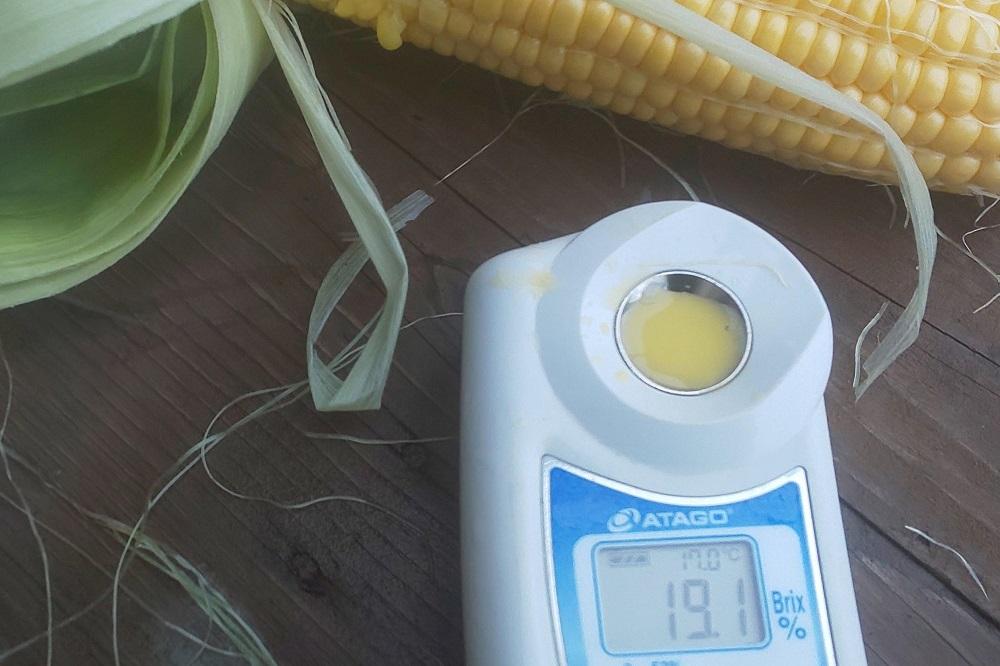 【2024年7月発送】【先行受付・数量限定】メロンより甘い！生で美味しいとうもろこし富士恵味１０本セット