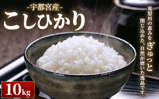 宇都宮産こしひかり 10kg | 米 精米 お米 こめ 新米 単一米 コシヒカリ 国産 栃木県 鬼怒川