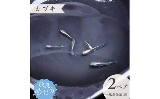 【カブキ】美しき 改良めだか （２ペア＋死着保証１匹）  メダカ めだか めだか屋らん
