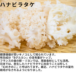 ハナビラタケパウダー 3袋セット ハナビラタケ 幻のキノコ きのこ 大和菌学研究所