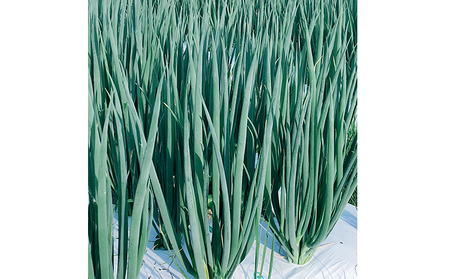 【4か月定期便】生産農家直送 京野菜・九条ねぎ1kg〈ねぎ 野菜 京都