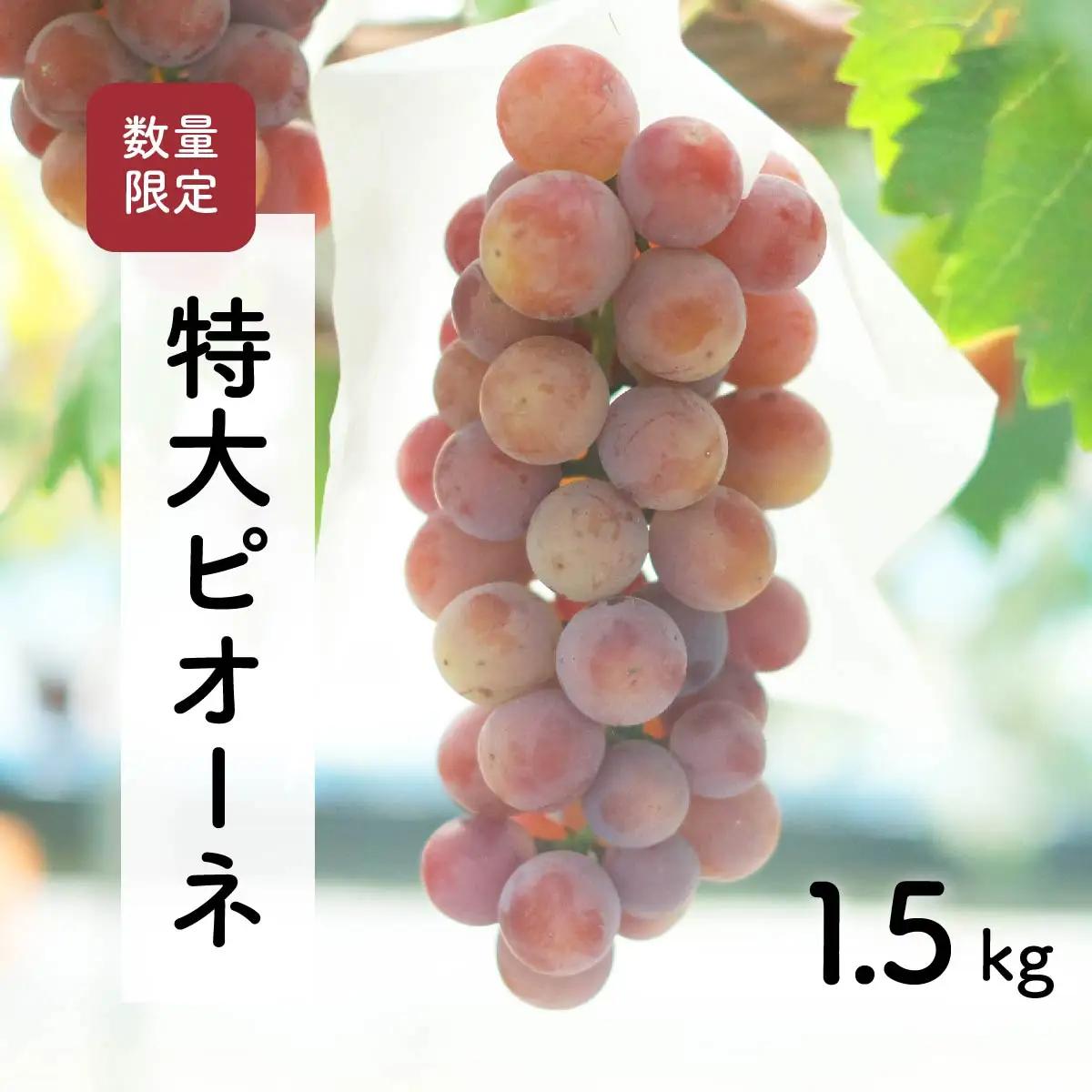 【先行予約・2026年9月】ピオーネ 1.5kg｜大粒・数量限定・産地直送・農家直送