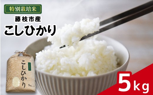 米 こしひかり 5kg 農家直送 特別栽培米 精米 コシヒカリ 令和7年度産 お米 新生活 贈り物 人気米 ご飯 白米 コメ ご飯 ごはん 仕送り おこめ  贈答 藤枝産 藤枝 ふじえだ 静岡県 藤枝市 1万円以上