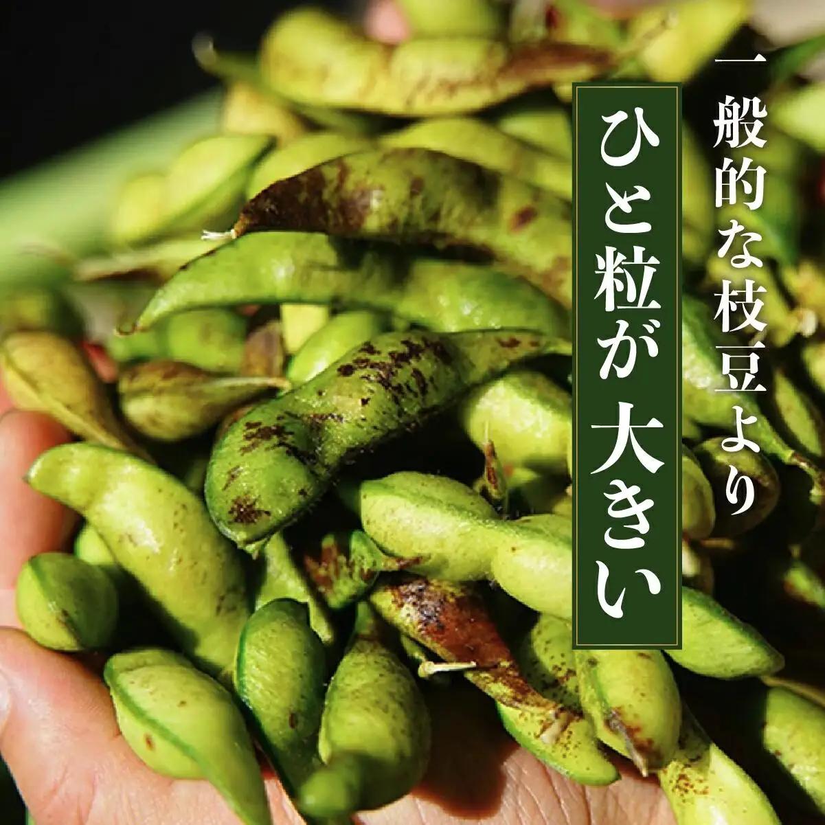 【先行予約】丹波篠山産 黒枝豆 1kg×2袋《晩摘み10/24～31》枝豆 [AQ18]