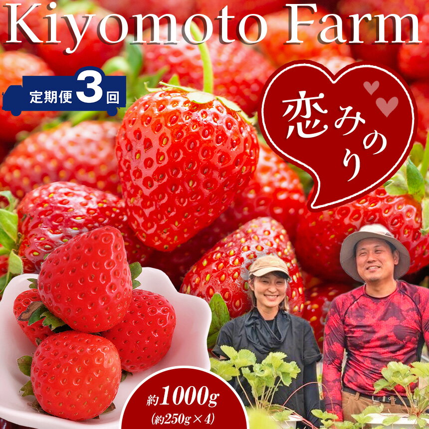 【ふるさと納税】いちご 定期便 3回 恋みのり 約1000g （250g×4パック） 1月から発送 | フルーツ 果物 くだもの 果実 イチゴ 苺 産地直送 生産者直送 4パック イチゴ 苺 玉名 熊本 送料無料 熊本県 玉名市