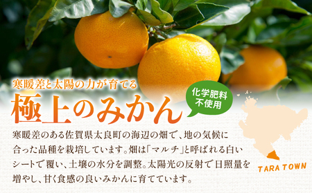 蔵入りみかん9.5kg／ふるさと納税 佐賀 みかん オレンジ フルーツ濃厚 甘い 酸味 大町 贈答 ギフト 贈り物 42ik-004