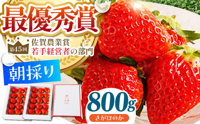 
            【農薬0への挑戦】【1～2月発送】王様のいちご さがほのか 800g ( 400g×2箱 )【むらおか農園】 [HAF010]
          