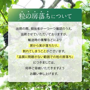 皮ごと OK! 長野県産 種なし ナガノパープル 約2kg 秀品 〈2026年8月下旬～10月上旬発送〉| 長野県 飯田市