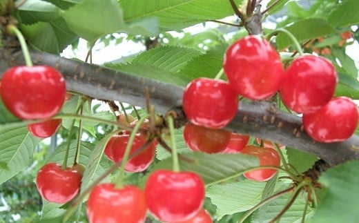 さくらんぼ（佐藤錦か紅秀峰）１ｋｇ　ご家庭用　0025-2601