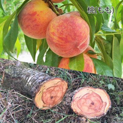 ふるさと納税 紀の川市 桃の木のシャープペン　1本　フルーツの木の木軸ペン「Minori」 |  | 02