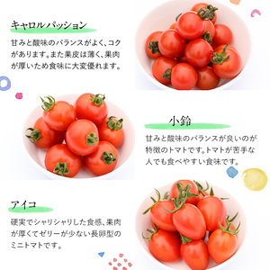 訳あり・規格外！数量限定の門川町産ミニトマト(計約4kg)フルーツトマト とまと 野菜 キャロルパッション 小鈴 プレミアムルビー アイコ ミックス 生 旬野菜 冷蔵【X-11】【いけとも農園】