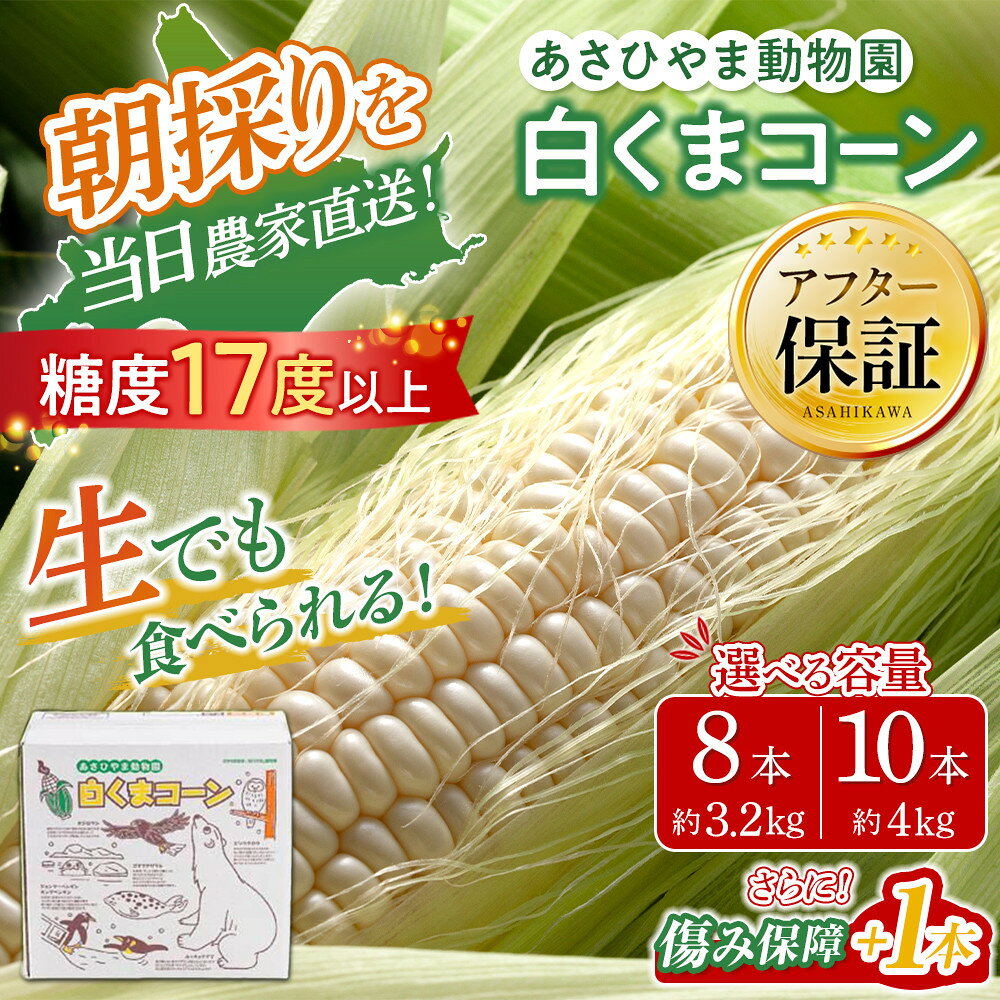 【ふるさと納税】【先行予約/選べる内容量】あさひやま動物園しろくまコーン8～10本（約3.2kg～4kg）2026年8月下旬から発送開始予定 | とうもろこし 人気 北海道 糖度 野菜 白いとうもろこし 白いスイートコーン 産地直送 ホワイトレディ コーン 旬 お取り寄せ 旭川市 北海道