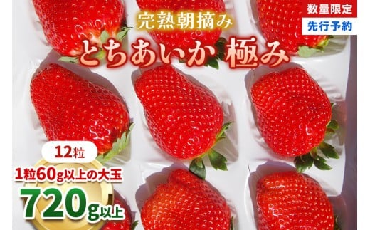 いちご 完熟 朝摘み とちあいか 極み 12粒 【2027年 先行予約】