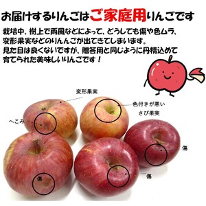 【2025年先行予約】りんご 訳あり サンふじ 約10kg | りんご 信州産 長野県 千曲市