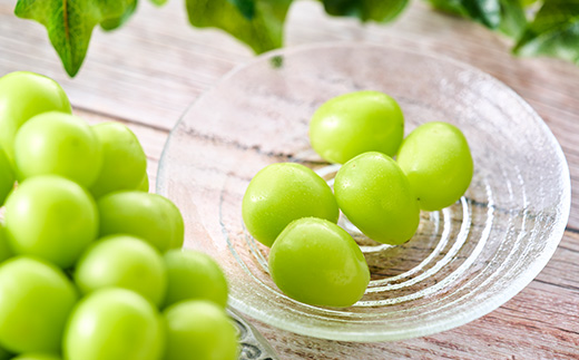 やみつきシャインマスカット 優 500g以上(1房)【配送不可地域：離島】