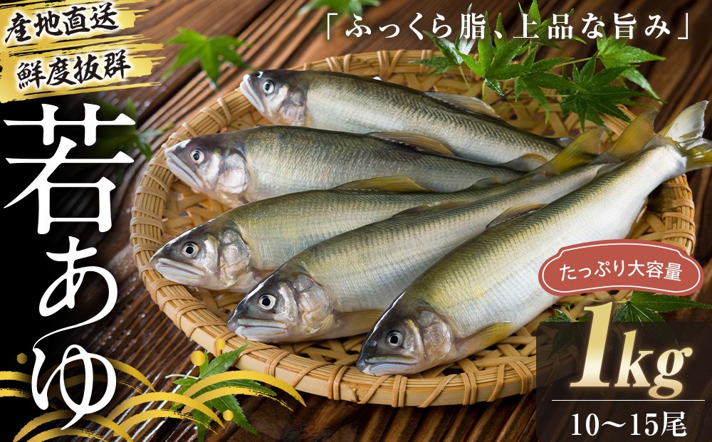 
                  若あゆ（冷蔵配送）1kg（10尾～15尾）OGATA養殖技術研究所 南紀白浜
                