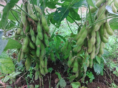 上野原産　津久井在来大豆 3ｋｇ　～栽培期間中農薬化学肥料不使用栽培 上野原の地形が作った雑穀の歴史～