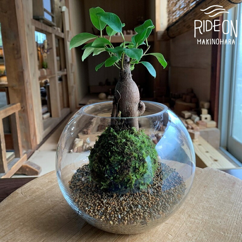 【ふるさと納税】 苔 ガジュマル 苔玉 コケ こけ 農家直送 コケノミウラ 静岡県 牧之原市 こけ 専門 農家 直送 観葉 植物 インテリア