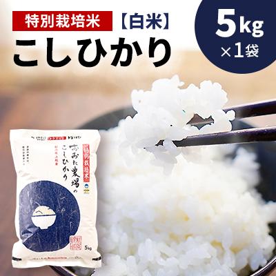 ふるさと納税 上越市 【令和7年産 2025年10月より順次発送】新潟県上越産　特別栽培米コシヒカリ【白米】5kg×1袋