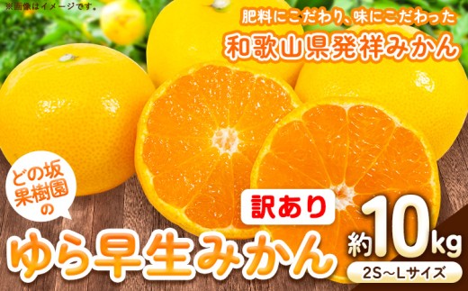 訳あり ゆら 早生 みかん 選べる 約 10kg (2S～Lサイズ) どの坂果樹園《10月中旬-12月上旬頃出荷予定》 和歌山県 日高川町 みかん ゆら早生 訳あり 旬 柑橘 フルーツ 果物 ミカン 蜜柑 家庭用 わけあり
