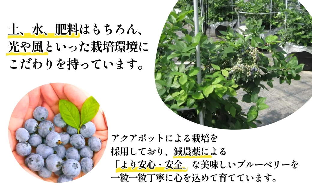 完熟 冷凍 ブルーベリー1kg(500g×2) | ブルーベリー 完熟　冷凍ブルーベリー 急速 冷凍 新鮮 アントシアニン 目 抗酸化 肌 老化防止 血流 冷え性 脳卒中 効果 健康 栄養 甘み 酸味