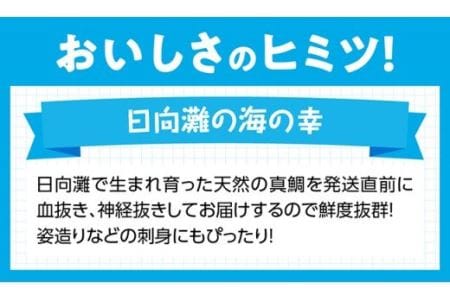 『日向灘の海の幸』天然真鯛（活き締め）【鮮魚 さかな 刺身 煮つけ 九州 宮崎 川南町 新鮮 魚介 たい】