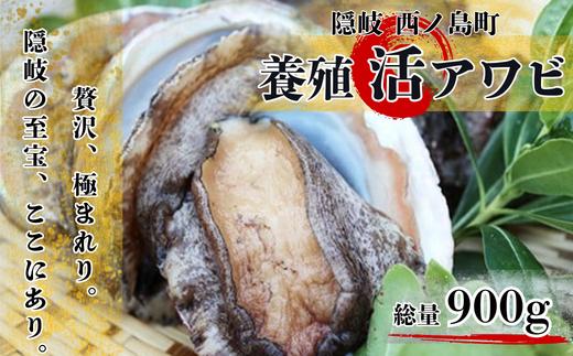 【個数限定!!】肉厚ぷりぷり！養殖活アワビ 活きたままお届け！とれたて新鮮！900g越え あわび 活アワビ 鮑 貝 海鮮 BBQ 刺身 あわびステーキ 肝醤油 バーベキュー ギフト お中元 御中元 島アワビ 島あわび 活アワビ 新鮮 贈答用 贈与プレゼント