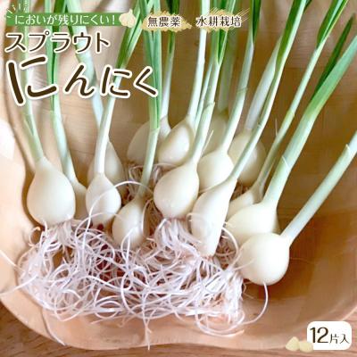 ふるさと納税 角田市 スプラウトにんにく 12片　国産ホワイト六片使用、水耕栽培