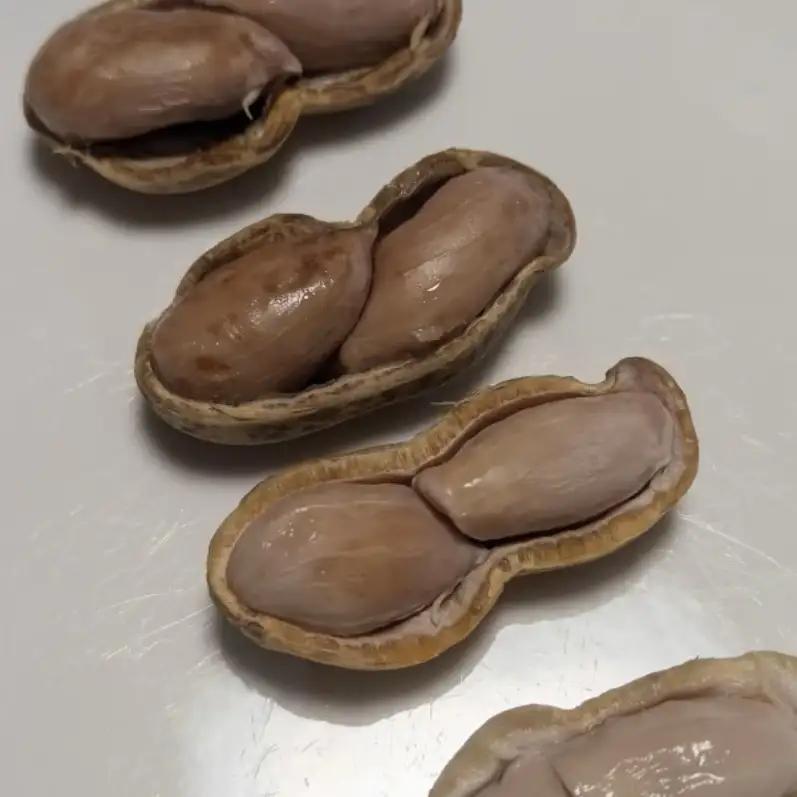 秦野の特産　生落花生　おおまさり　約1,000g from 名水の里　秦野　012-31