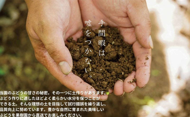 訳あり シャインマスカット 2房 合計1.1kg以上 産地直送 朝採れ ぶどう 葡萄 シャイン マスカット 岡山 Kawahara Green Farm 岡山県産 2025年