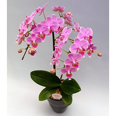 ふるさと納税 藤枝市 産直!ミディ胡蝶蘭鉢植え　ピンク　“リンリン” 2本立