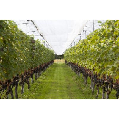 ふるさと納税 出雲市 オレンジワイン2種セット |  | 02