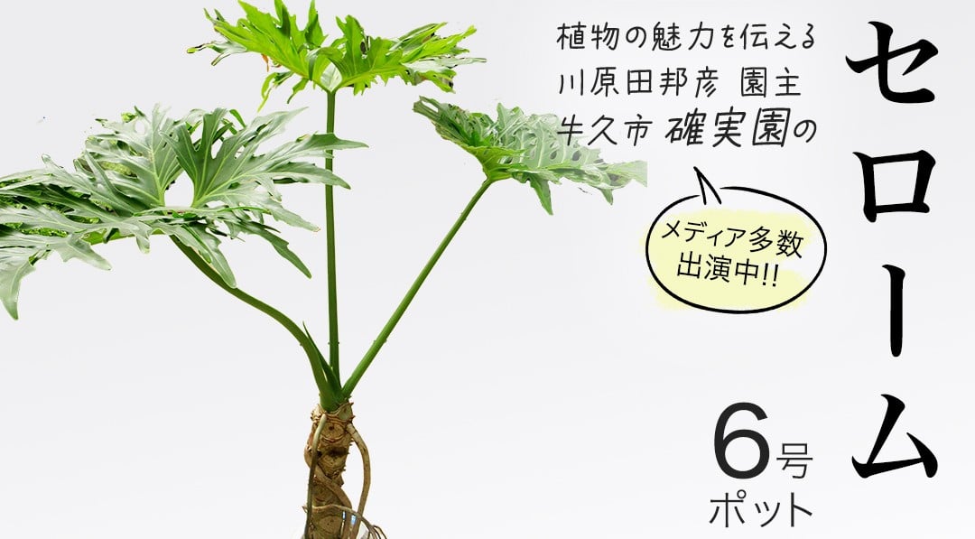 
            セローム 6号ポット 1点 家庭 で 園芸 鉢植え 苗 庭木 果樹 ガーデニング 植物 確実園 観葉植物 インテリア 植木鉢
          