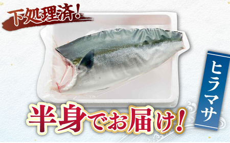 ヒラマサ 半身 平戸なつ香 ヒラス 約1kg【（株）坂野水産】[KAA207]/ 長崎 平戸 魚介類 魚 ヒラス ひらす 内臓処理済 レシピ ヒラマサ ひらまさ 刺身 たたき 刺身 塩焼き 刺身 漬け