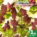 【ふるさと納税】【令和7年産 先行予約】デラウエア 約1kg（5〜7房）赤品種ぶどう 山形県 鶴岡市