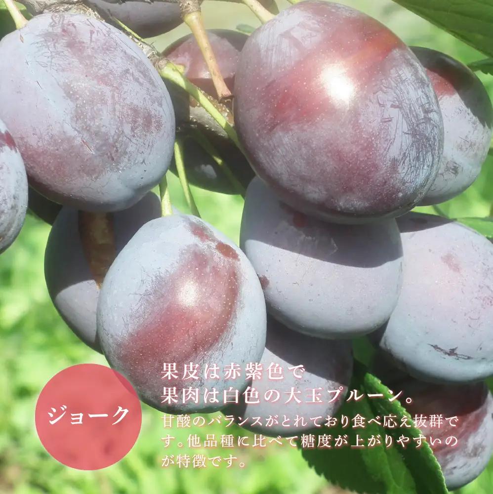 プルーン 1kg 北海道 プルーン ジョーク 生 フルーツ
