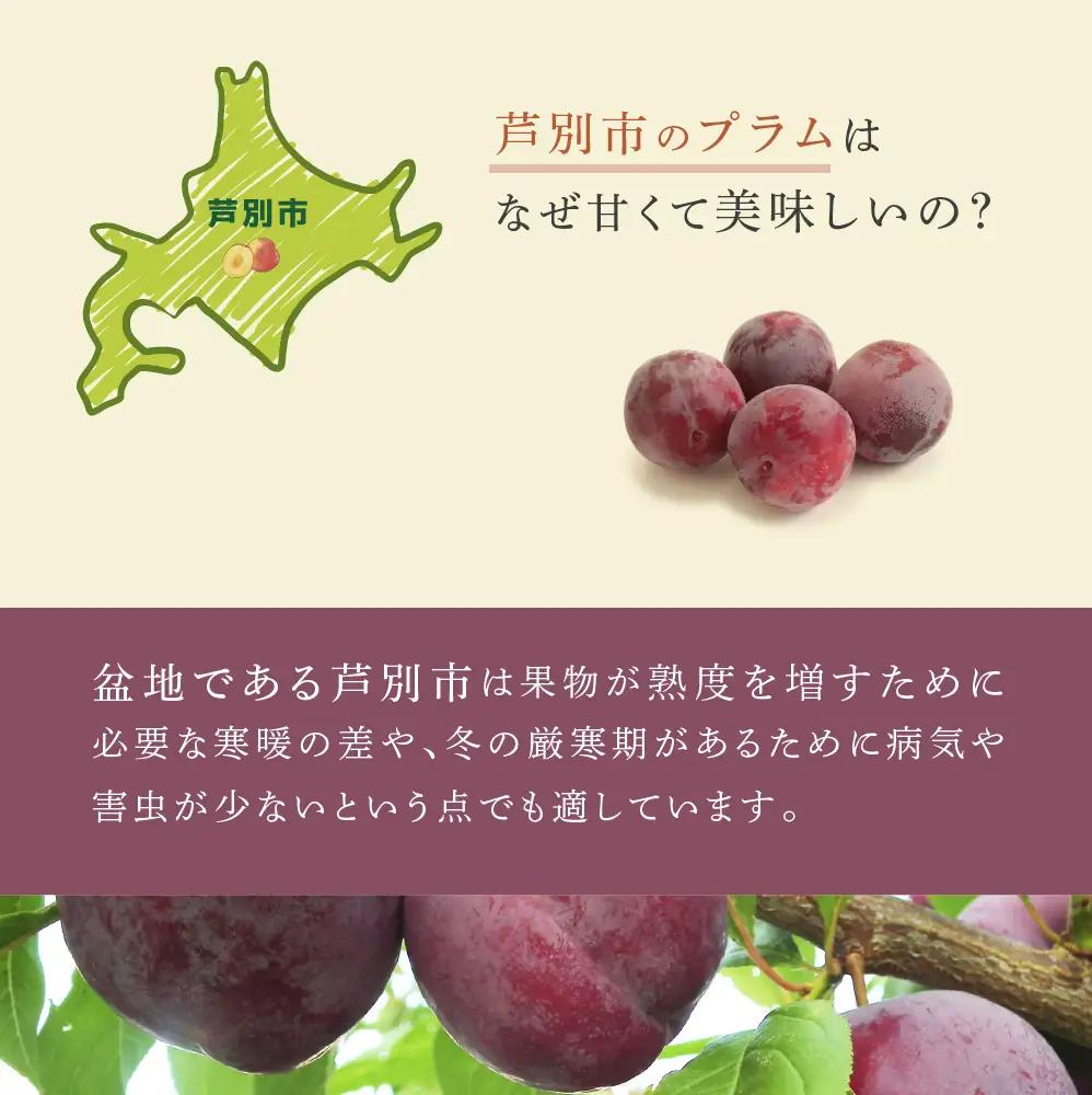 プラム 1kg 北海道産 プラム 紅香のしずく すもも