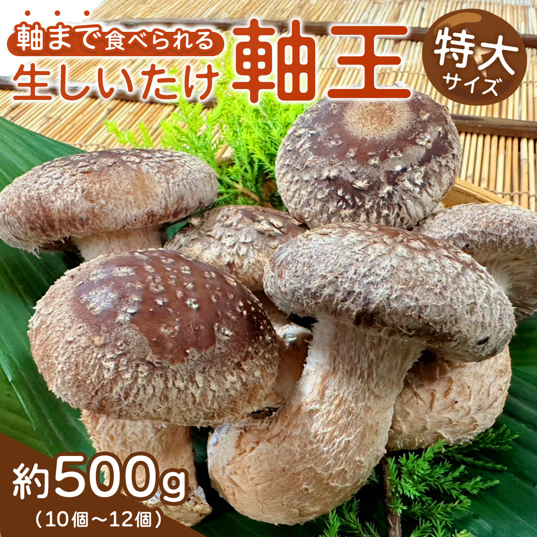 産地直送！軸まで美味しい『軸王しいたけ』特大サイズ 約5