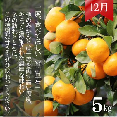 ふるさと納税 日高町 【発送月固定定期便】和歌山からの贈り物　農園直送　季節の柑橘定期便(贈答用)　各5kg全3回 |  | 02