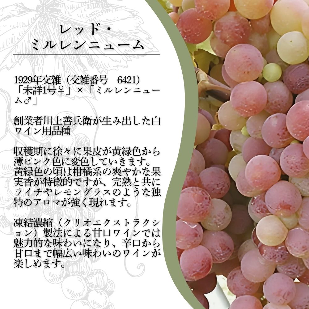 ワイン 岩の原ワイン レッド・ミルレンニューム 6本 720ml 希少ぶどう品種 辛口 お酒 希少 ぶどう 岩の原 新潟 上越 最短3日で発送 お届け：7日以内にお届けします。