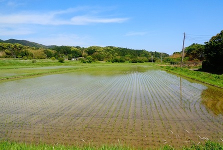 【定期便】【令和5年産】川名一将さんちの長狭米 特別栽培米コシヒカリ5kg×12ヶ月 [0120-0004]