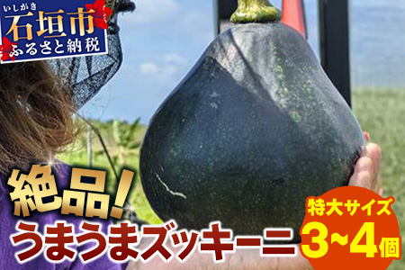 希少！「絶品うまうまズッキーニ」特大サイズ3～4個 贈答用にも！農薬を使わず、特許製法のシリカ水で栽培する特別な野菜 11月～5月下旬順次発送 OI-18