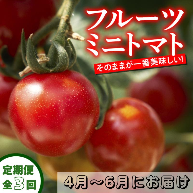 【ふるさと納税】 定期便 3回 トマト フルーツミニトマト 1kg 4月・5月・6月にお届けトマト フルーツトマト ミニ 完熟 甘い 濃厚 野菜 人気 ふるーつとまと 甘い 濃厚 美味しい 箱詰め 糖度 高知 四万十川 まちだ農園 高糖度 定期便 ギフト おやつ プチ お弁当 季節限定