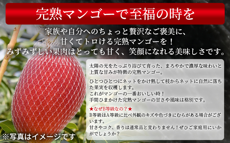 ＜宮崎県産 完熟マンゴー B等級 B4Lサイズ×2玉（合計約1kg）＞2025年4月下旬～2025年6月下旬迄に順次出荷【 完熟マンゴー 完熟 マンゴー フルーツ 果物 くだもの おいしい 美味しい 