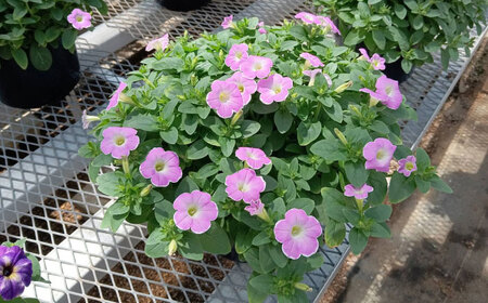 【4月末より順次発送】 サフィニア いちごシェイク 鉢花　/ 瑞浪市 中山園芸 花 お花 お祝い 鉢植え 生花 ギフト プレゼント フラワー[AZDC004]