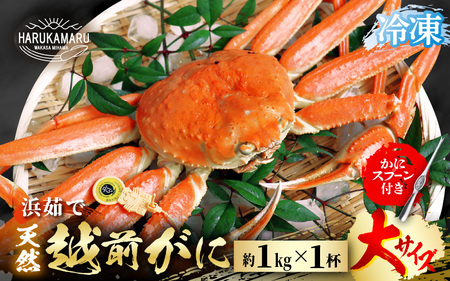 【先行予約】越前がに 大サイズ 約1kg  × 1杯【冷凍】【2026年11月下旬以降順次発送予定】急速冷凍 新鮮 越前がに [m36-l003]