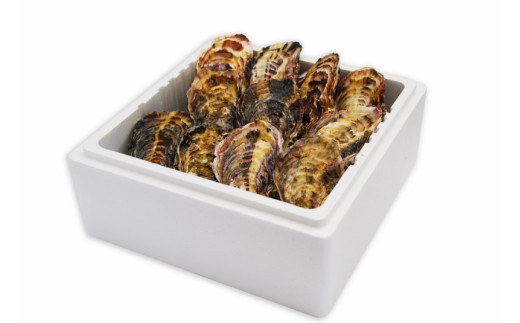 
            【ギフト用】［殻付き牡蠣］Ｌサイズ(大)20個《加熱用》【広島かき 広島牡蠣 かき 新鮮 旬 おすすめ 人気 広島県 宮島 廿日市市】
          