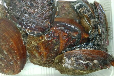 創業令和3年！何十年ぶりに浜田で鮮魚店誕生◎気合の入った刺身魚3種セット◎ 鮮魚詰め合わせ 鮮魚 お任せ セット 刺身 ブロック 冷凍 厳選 産地直送 お取り寄せ 真空 海鮮 魚介類 【171_163