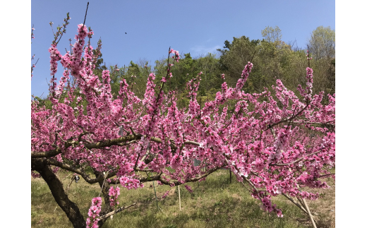  【先行予約受付】和歌山県産の美味しい桃 10～15玉入り【2025年6月中旬頃～8月中旬頃順次発送予定】  和歌山/もも モモ 桃 ギフト 贈り物 プレゼント 夏ギフト 果物 フルーツ 人気 産地直